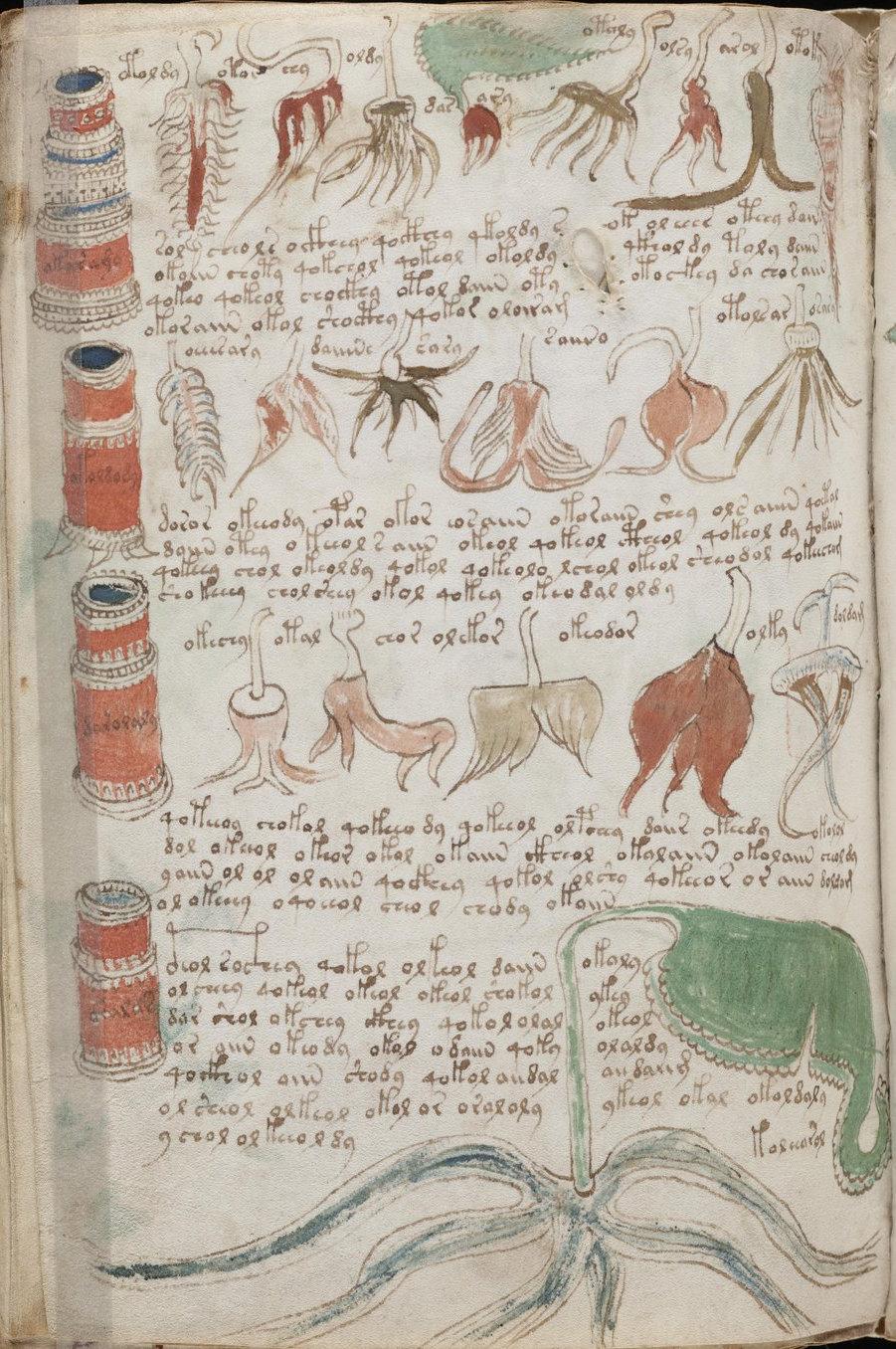 Voynich Manuscript Folio